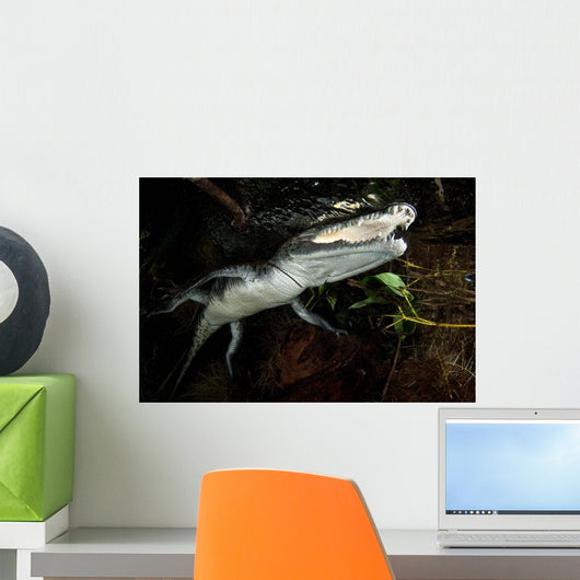 Moreleti Crocodile Crocodilus Moreleti Wall Decal Design 2