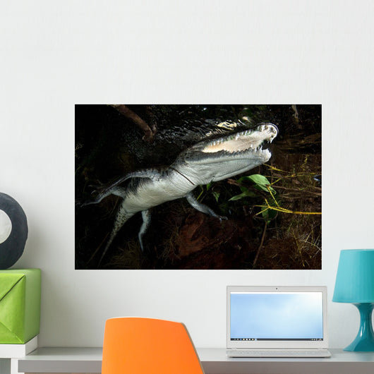 Moreleti Crocodile Crocodilus Moreleti Wall Decal Design 2