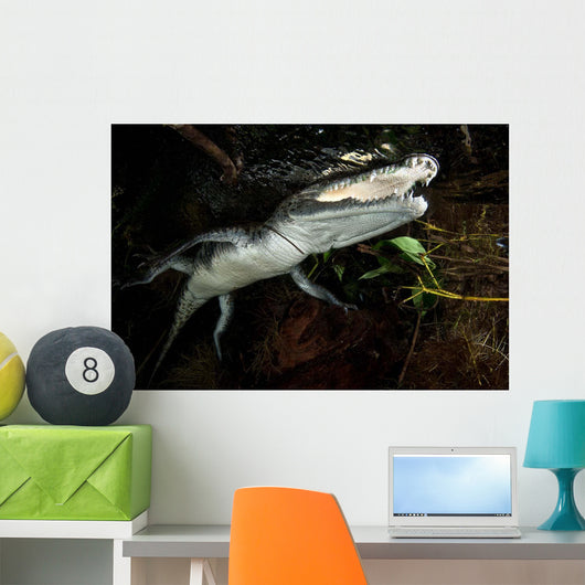 Moreleti Crocodile Crocodilus Moreleti Wall Decal Design 2