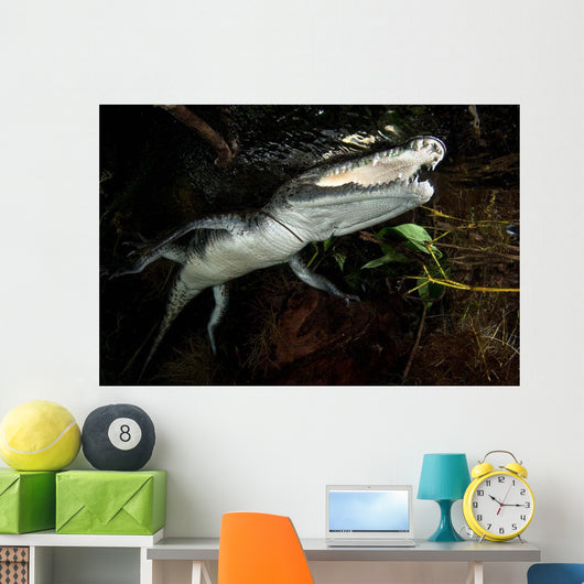 Moreleti Crocodile Crocodilus Moreleti Wall Decal Design 2