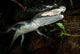Moreleti Crocodile Crocodilus Moreleti Wall Decal Design 2