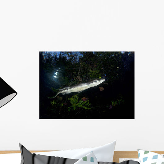 Moreleti Crocodile Crocodilus Moreleti Wall Decal Design 1
