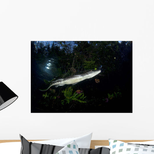 Moreleti Crocodile Crocodilus Moreleti Wall Decal Design 1