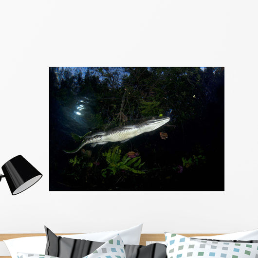 Moreleti Crocodile Crocodilus Moreleti Wall Decal Design 1