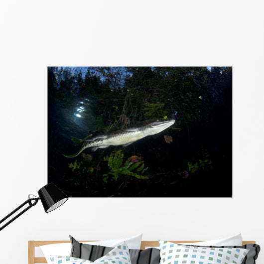 Moreleti Crocodile Crocodilus Moreleti Wall Decal Design 1