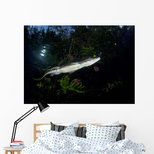 Moreleti Crocodile Crocodilus Moreleti Wall Decal Design 1