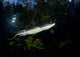 Moreleti Crocodile Crocodilus Moreleti Wall Decal Design 1