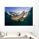 Green Sea Turtle Chelonia Wall Decal Design 6