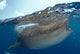 Whale Shark Rhincodon Typus Wall Decal