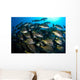 School Burito Grunt Fish Wall Decal Design 4