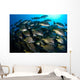 School Burito Grunt Fish Wall Decal Design 4