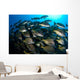 School Burito Grunt Fish Wall Decal Design 4