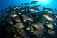 School Burito Grunt Fish Wall Decal Design 4