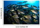 School Burito Grunt Fish Wall Decal Design 4