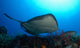 Southern Stingray Swimming Offshore Wall Decal