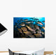 School Burito Grunt Fish Wall Decal Design 3