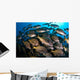 School Burito Grunt Fish Wall Decal Design 3