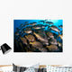 School Burito Grunt Fish Wall Decal Design 3
