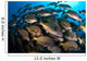 School Burito Grunt Fish Wall Decal Design 3