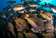 School Burito Grunt Fish Wall Decal Design 2