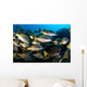 School Burito Grunt Fish Wall Decal Design 1