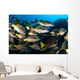 School Burito Grunt Fish Wall Decal Design 1