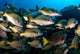 School Burito Grunt Fish Wall Decal Design 1