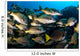School Burito Grunt Fish Wall Decal Design 1
