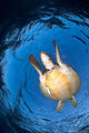 Green Sea Turtle Chelonia Wall Decal Design 3