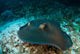 Southern Stingray Dasyatis Americana Wall Decal Design 1