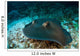 Southern Stingray Dasyatis Americana Wall Decal Design 1