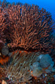 Gorgonian and Giant Caribbean Wall Decal