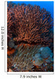 Gorgonian and Giant Caribbean Wall Decal