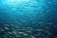 Large School Mexican Barracuda Wall Decal