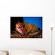 Mexican Hogfish Bodianus Diplotaenia Wall Decal Design 4