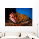 Mexican Hogfish Bodianus Diplotaenia Wall Decal Design 4