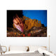 Mexican Hogfish Bodianus Diplotaenia Wall Decal Design 4