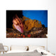 Mexican Hogfish Bodianus Diplotaenia Wall Decal Design 4