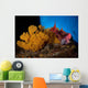 Mexican Hogfish Bodianus Diplotaenia Wall Decal Design 3