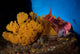Mexican Hogfish Bodianus Diplotaenia Wall Decal Design 3