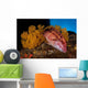 Mexican Hogfish Bodianus Diplotaenia Wall Decal Design 2