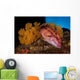 Mexican Hogfish Bodianus Diplotaenia Wall Decal Design 2