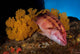 Mexican Hogfish Bodianus Diplotaenia Wall Decal Design 2