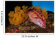 Mexican Hogfish Bodianus Diplotaenia Wall Decal Design 2