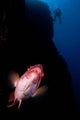 Mexican Hogfish Bodianus Diplotaenia Wall Decal Design 1