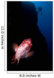 Mexican Hogfish Bodianus Diplotaenia Wall Decal Design 1