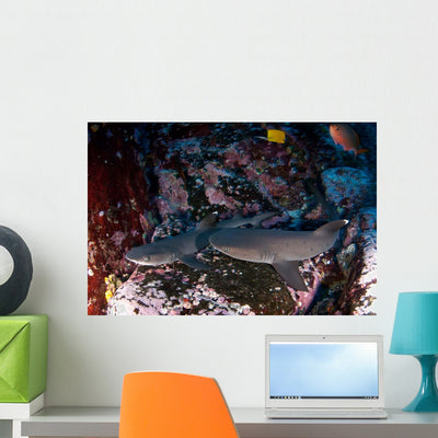 Whitetip Sharks Triaenodon Obesus Wall Decal shown on a wall