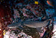 Whitetip Sharks Triaenodon Obesus Wall Decal