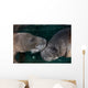 Manatee Couple Trichechus Manatus Wall Decal