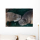 Manatee Couple Trichechus Manatus Wall Decal